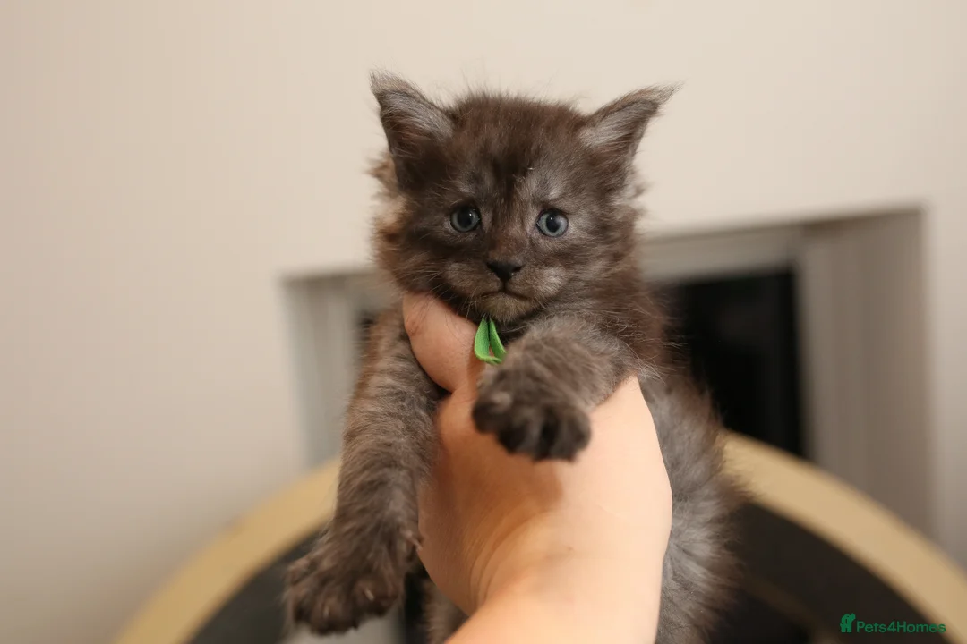 Maine Coon cats for stud: European Championship Carries Shaded GCCF & TICA - Advert 11