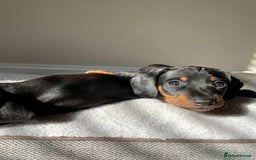 Miniature Dachshund dogs for sale: Four Miniature Dachshund Puppies - Image 7