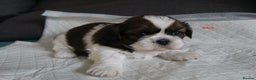 Shih Tzu dogs for sale: LOVELY SHIH TZU PUPPIES LIVER GENE  - Advert 15