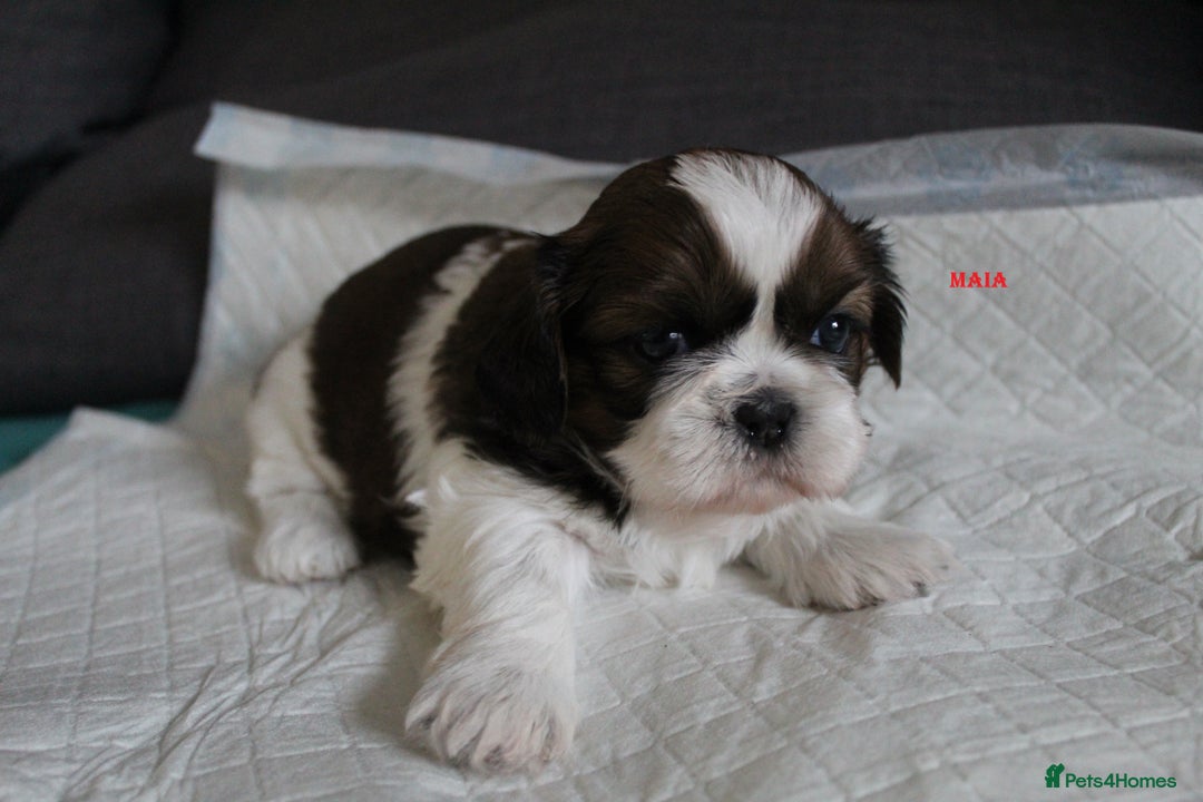 Shih Tzu dogs for sale: LOVELY SHIH TZU PUPPIES LIVER GENE  - Advert 15