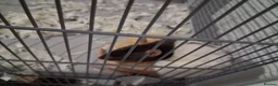 Rat rodents for sale: Rats  in Newtown - Advert 4