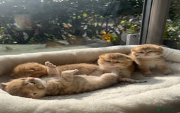 British Shorthair cats for sale: TICA Reg Beautiful Golden & Golden Tabby Bsh  - Image 8