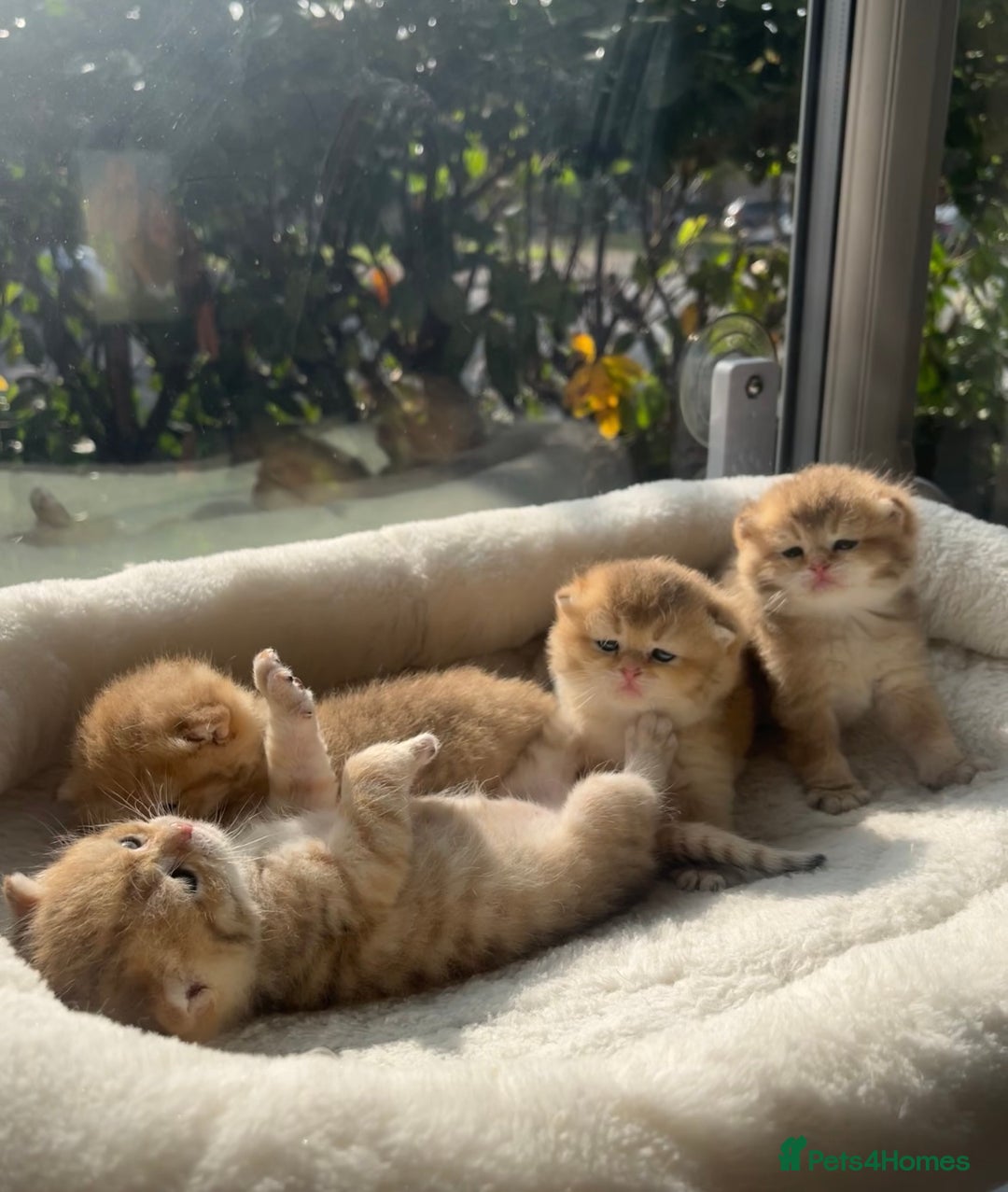 British Shorthair cats for sale: TICA Reg Beautiful Golden & Golden Tabby Bsh  - Image 8