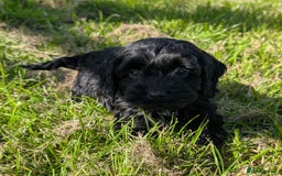 Cockapoo dogs for sale: Ready now! F1 cockapoo pups, health tested parents - Image 13