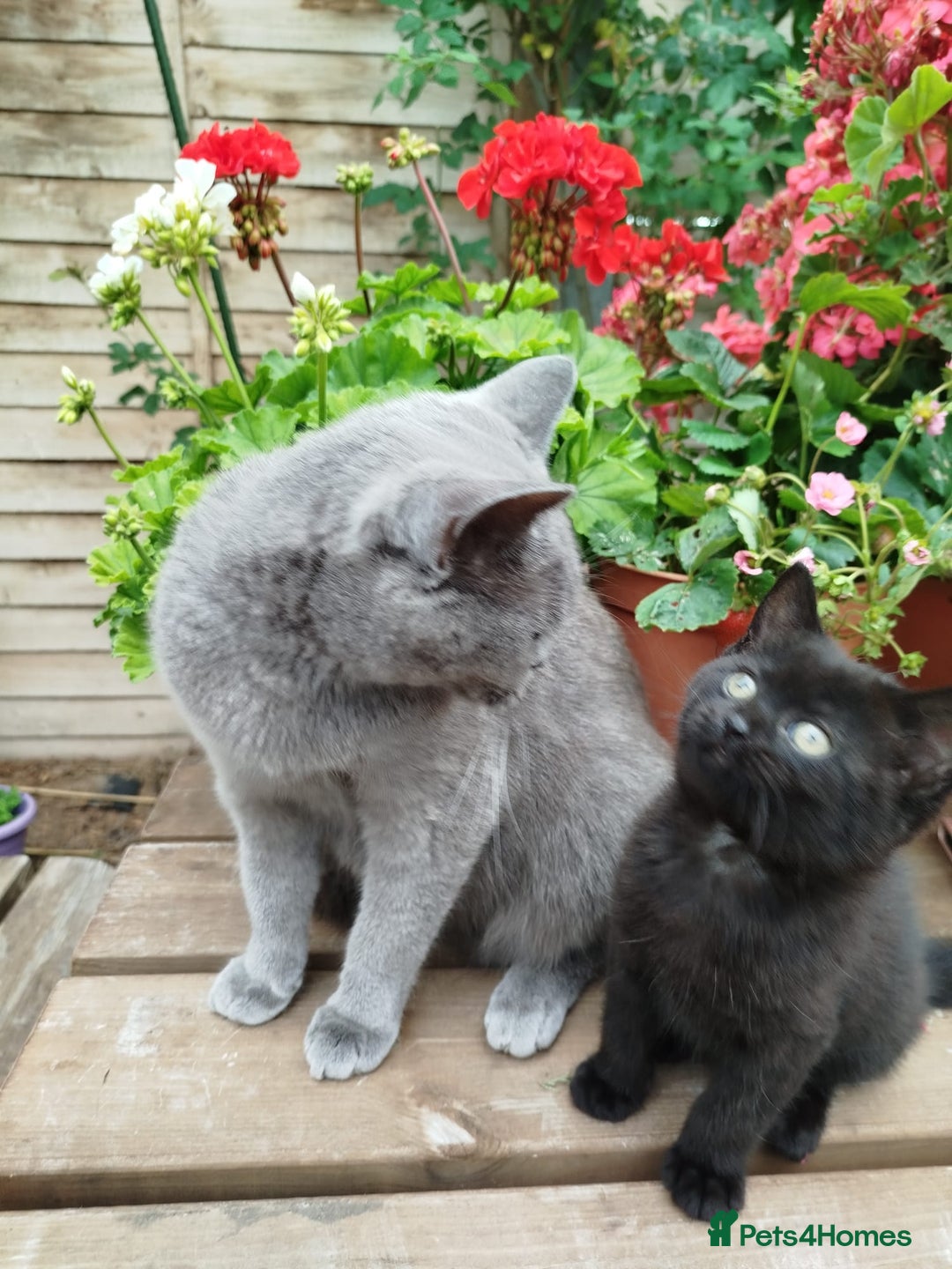 British Shorthair cats for sale: Beautiful kitten  - Image 4