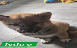 Japanese Shiba Inu dogs for sale: Beautiful Shiba - Image 7
