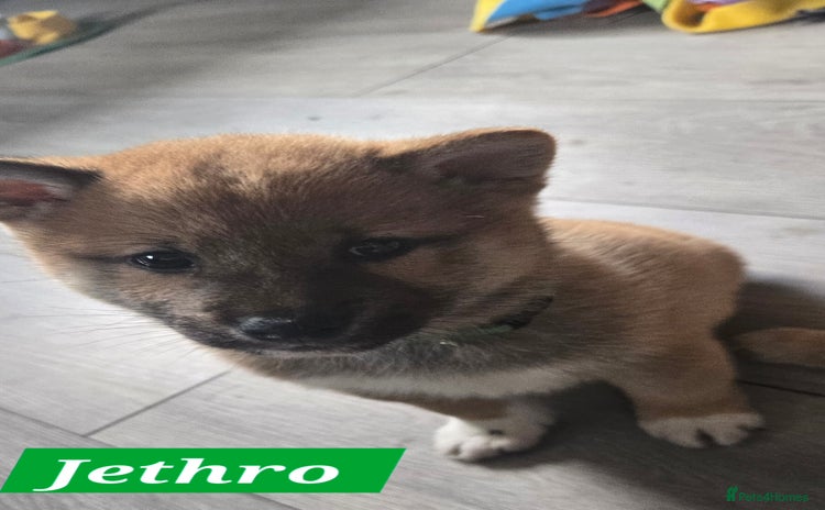 Japanese Shiba Inu dogs - Advert 1