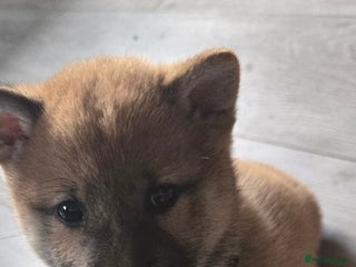 Japanese Shiba Inu dogs - Advert 27
