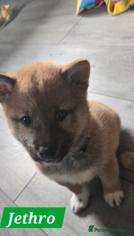 Japanese Shiba Inu dogs - Advert 1