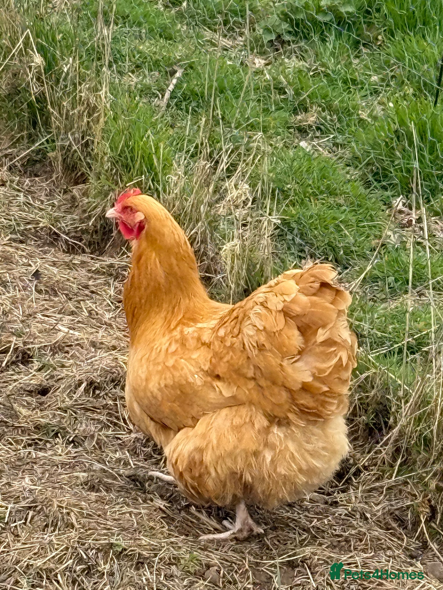 Chickens poultry Laying hens  - Advert 7