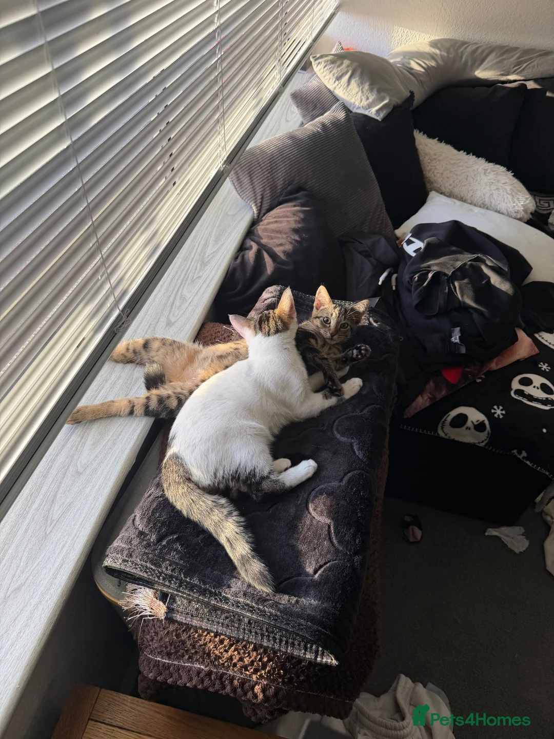 Mixed Breed cats for sale: 2 tabby kittens 5 & 6 months  in Ramsgate - Advert 3