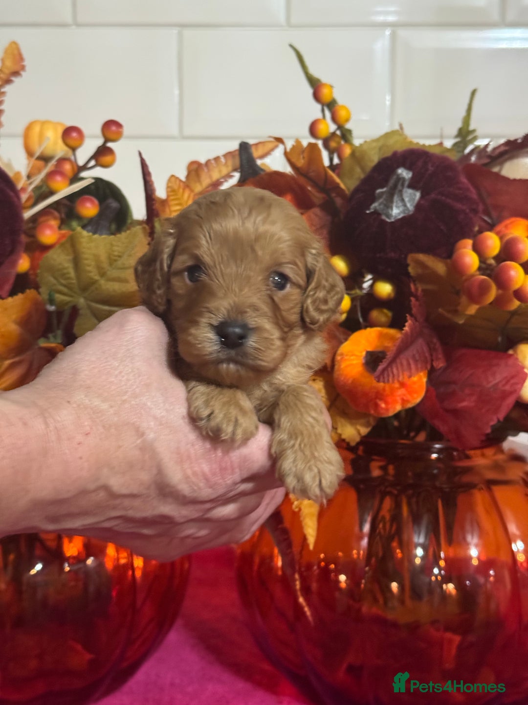 Cavapoo dogs for sale: 1 girl red Cavapoo babies looking for families  - Advert 18