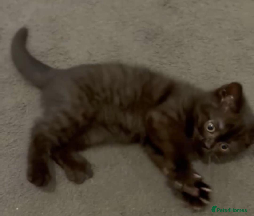 British Shorthair cats for sale:  Ready now. British shorthair kittens  - Image 8