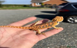 Bearded Dragon reptiles for sale: Various Hi End Bearded Dragons - Image 6