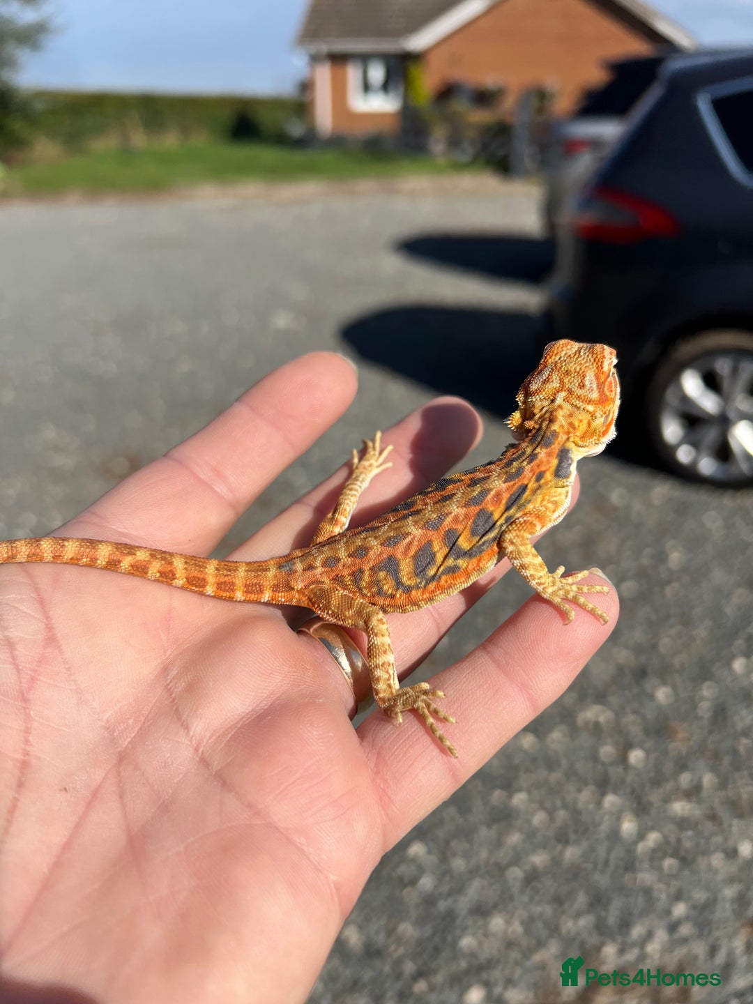 Bearded Dragon reptiles for sale: Various Hi End Bearded Dragons - Image 6