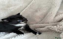 Mixed Breed cats for sale: Little hairballs  - Image 10