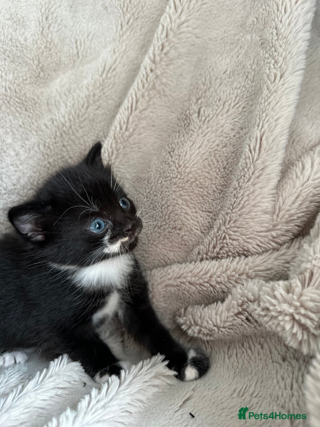 Mixed Breed cats for sale: Little hairballs  - Image 10