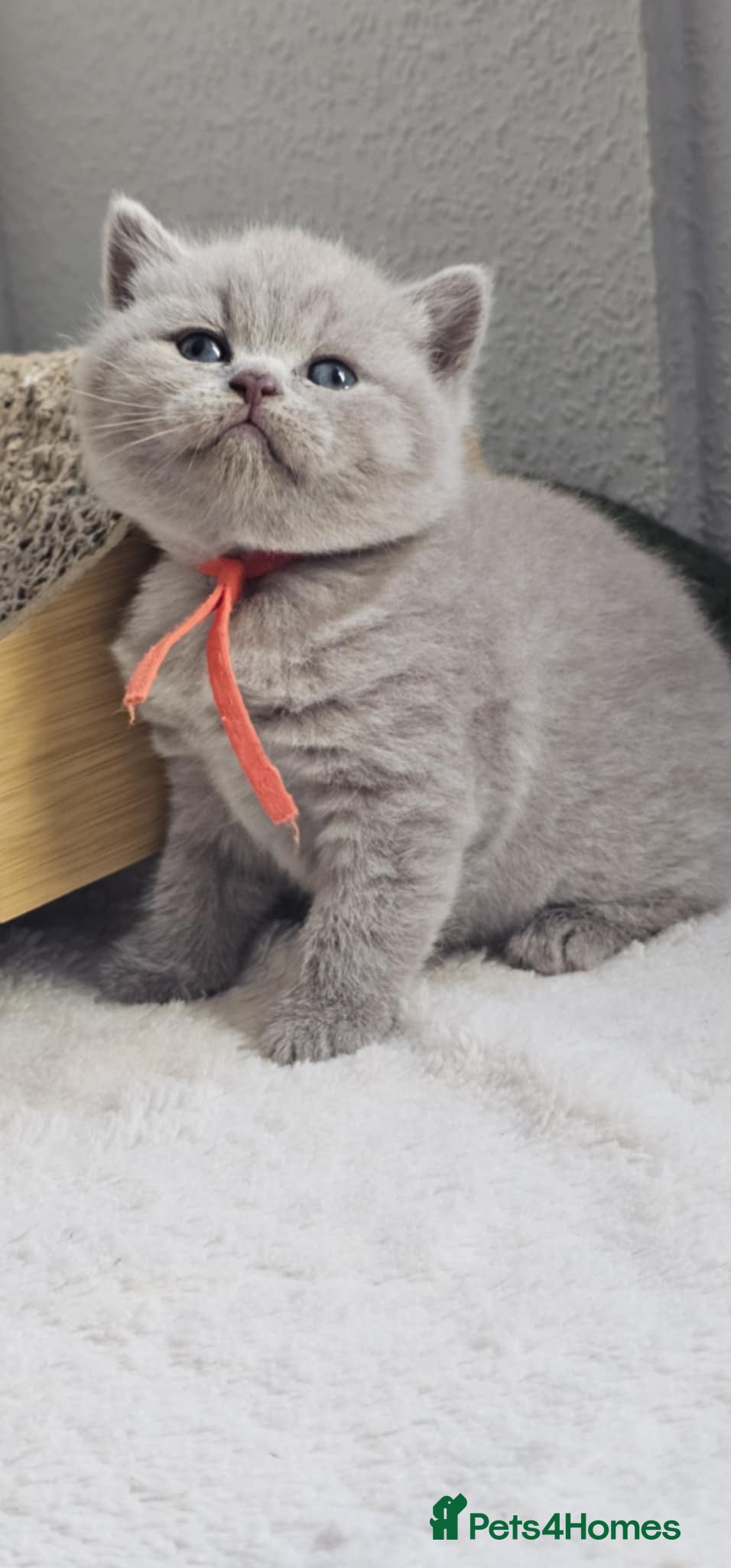 British Shorthair cats British Shorthair Kittens for Sale 🐾 - Advert 1