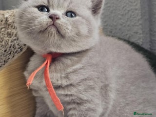 British Shorthair cats British Shorthair Kittens for Sale 🐾 - Advert 14