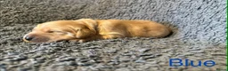 Golden Retriever dogs for sale: Amazingly beautiful golden pups  - Advert 7