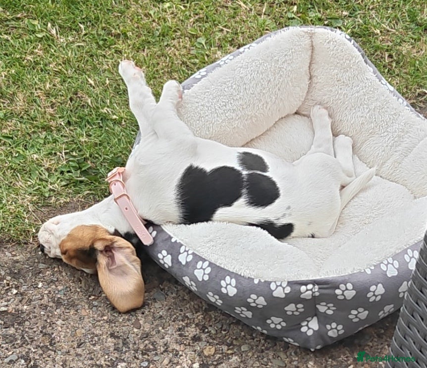 Beagle dogs for sale: Beagle female  in Prenton - Advert 3