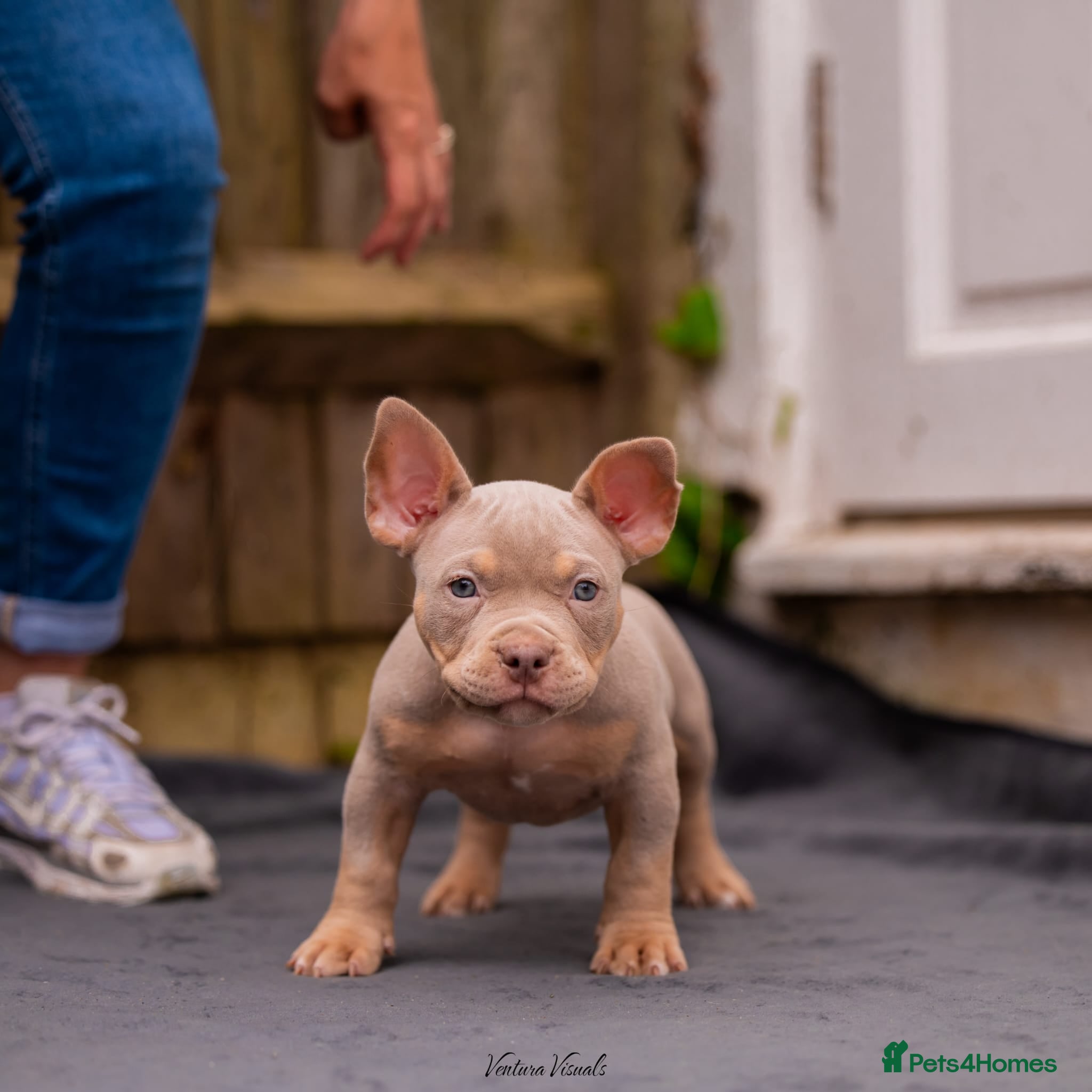 American Bully dogs for sale: American Bully Puppies - Advert 10