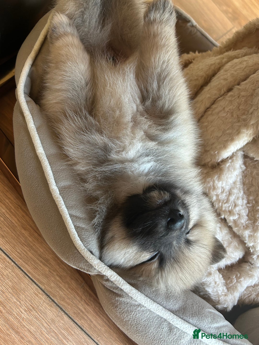 Pomeranian dogs for sale: Pomeranian boy for sale  - Advert 6