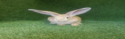 Continental Giant rabbits for sale: Beautiful white eared yellow continental giants  - Advert 9
