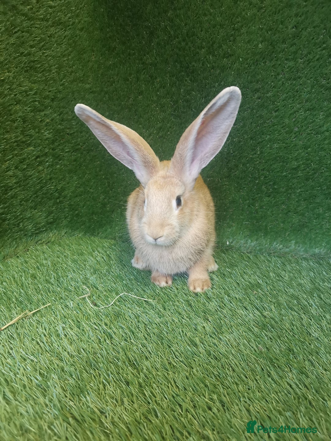 Continental Giant rabbits for sale: Beautiful white eared yellow continental giants  - Image 10