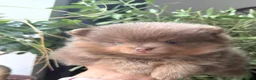 Pomeranian dogs for stud: Khabib the Pom full Russian lines  - Advert 3