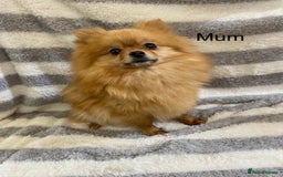 Pomeranian dogs for sale: Very adorable Pomeranian Puppies - Image 29