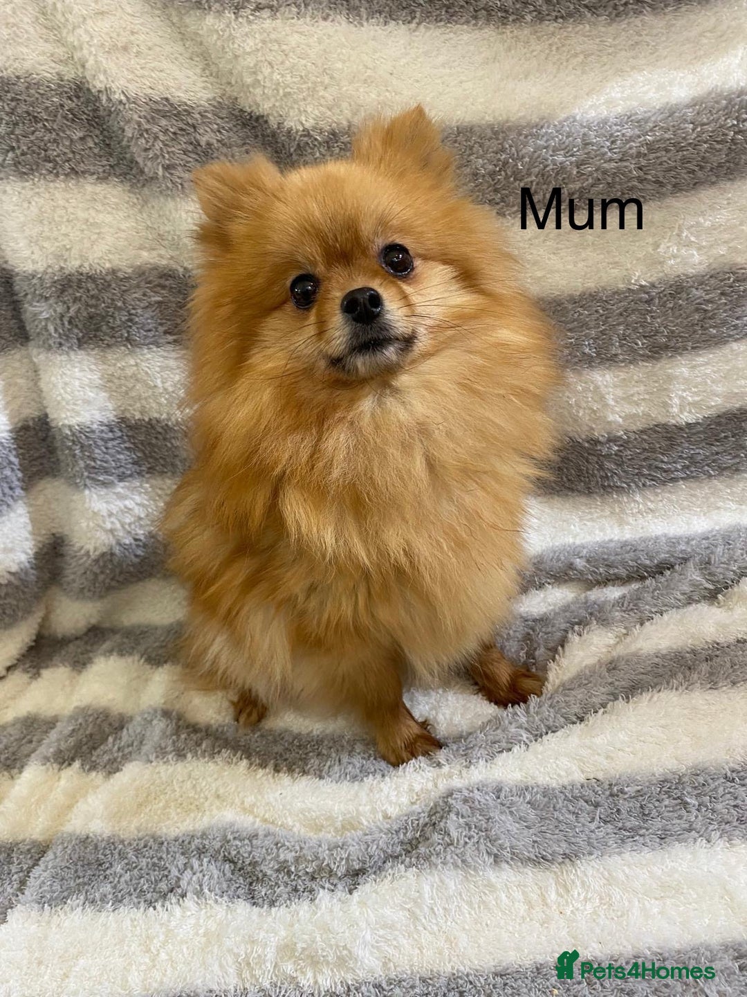 Pomeranian dogs for sale: Very adorable Pomeranian Puppies - Image 29