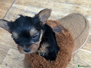 Yorkshire Terrier dogs for sale - Advert 1