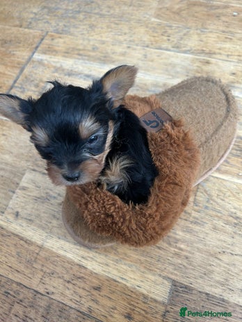 Yorkshire Terrier dogs - Advert 11