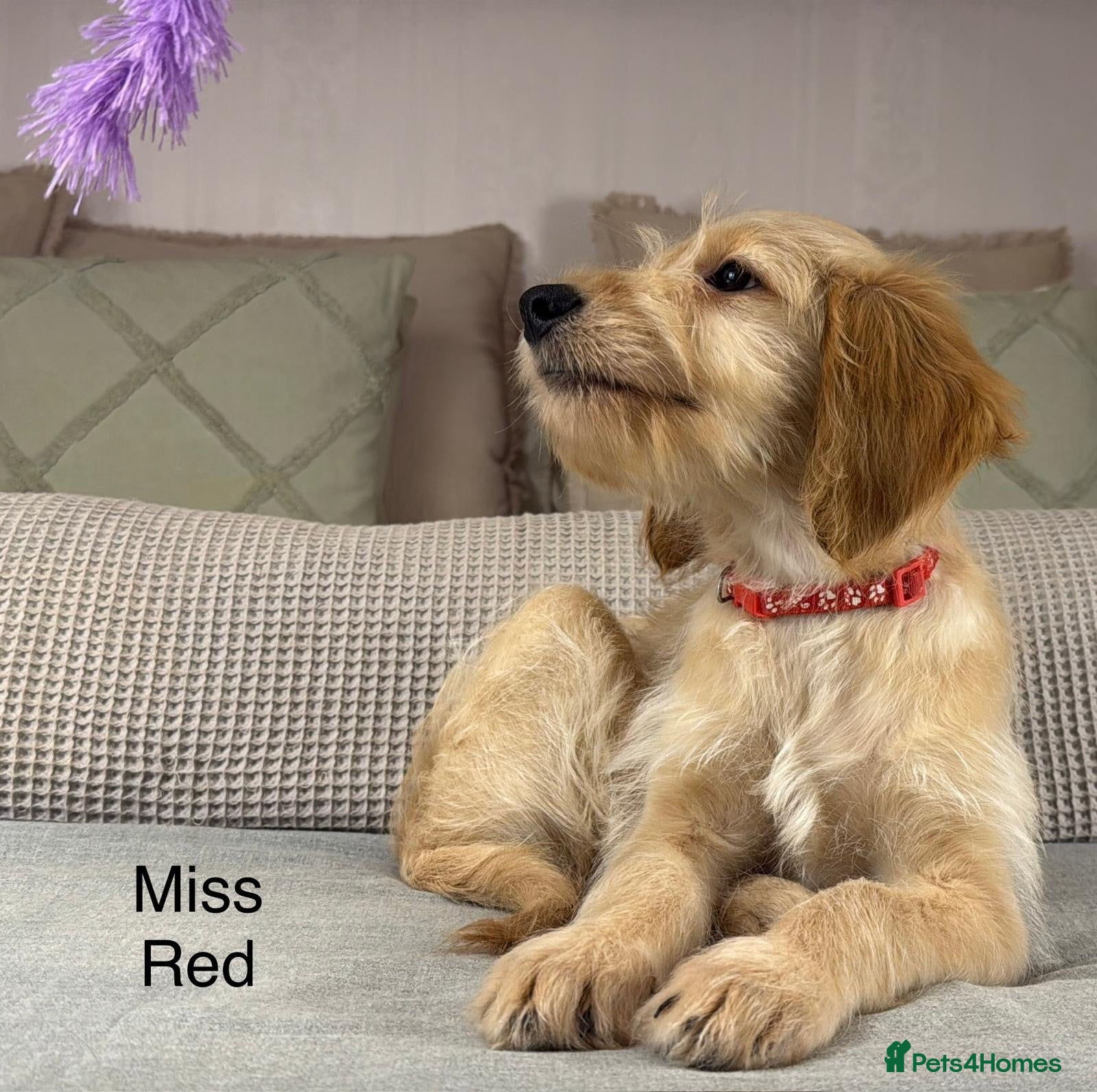 Goldendoodle dogs FULLY VACCINATED AND ABLE TO GO OUT ON WALKS.  - Advert 2