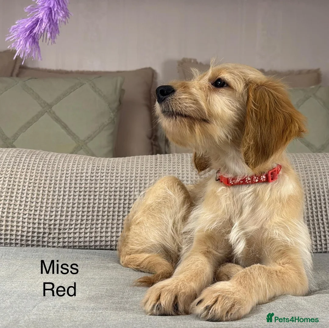 Goldendoodle dogs for sale: FULLY VACCINATED AND ABLE TO GO OUT ON WALKS.  - Advert 2