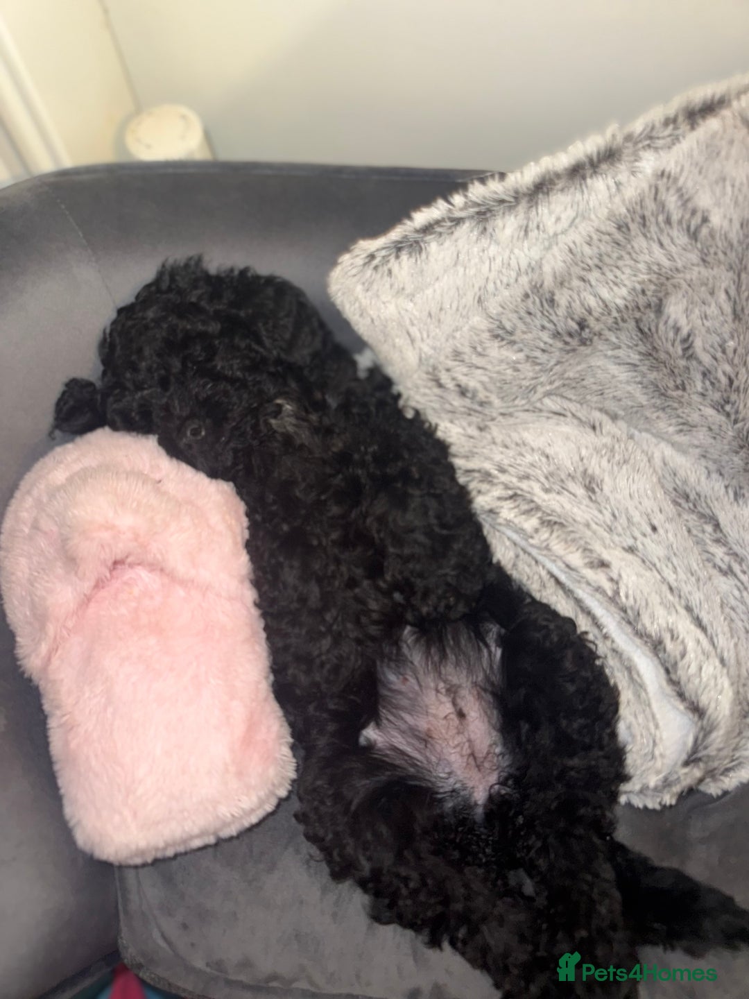 Toy Poodle dogs for sale:  Beautiful Tiny Toy Poodle Puppies  - Image 6