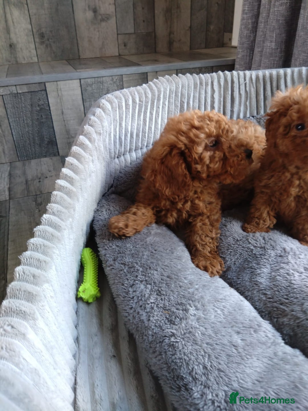 Poodle dogs for sale: Red miniature poodle  - Image 12