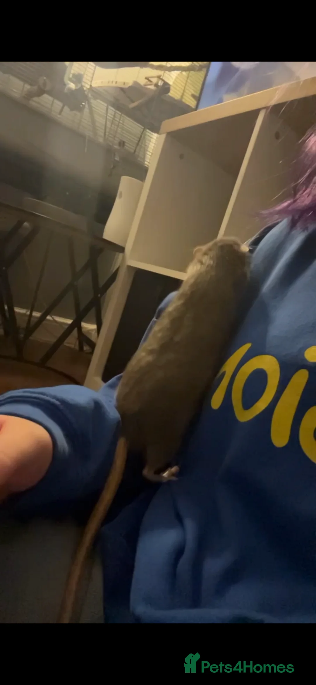 Rat rodents for sale: 3 bonded male rats  - Advert 1