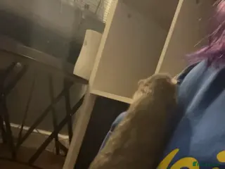 Rat rodents 3 bonded male rats - Advert 2