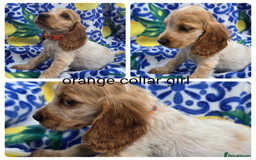 Cocker Spaniel dogs for sale: SHOW COCKERS READY NOW LAST LEMON BOY AND GIRL - Image 7