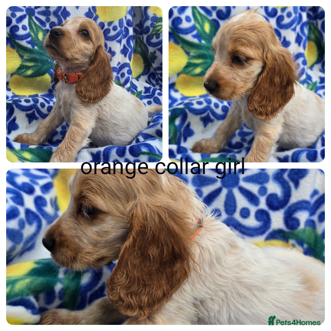 Cocker Spaniel dogs for sale: SHOW COCKERS READY NOW LAST LEMON BOY AND GIRL - Image 7