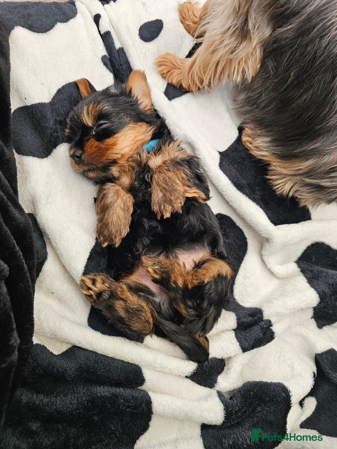 Yorkshire Terrier dogs for sale: 2 Boys and 2 Grils - Image 8