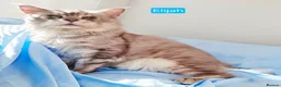 Maine Coon cats for sale: Mainecoons ready now - Advert 7