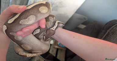 Python Snake reptiles - Advert 4