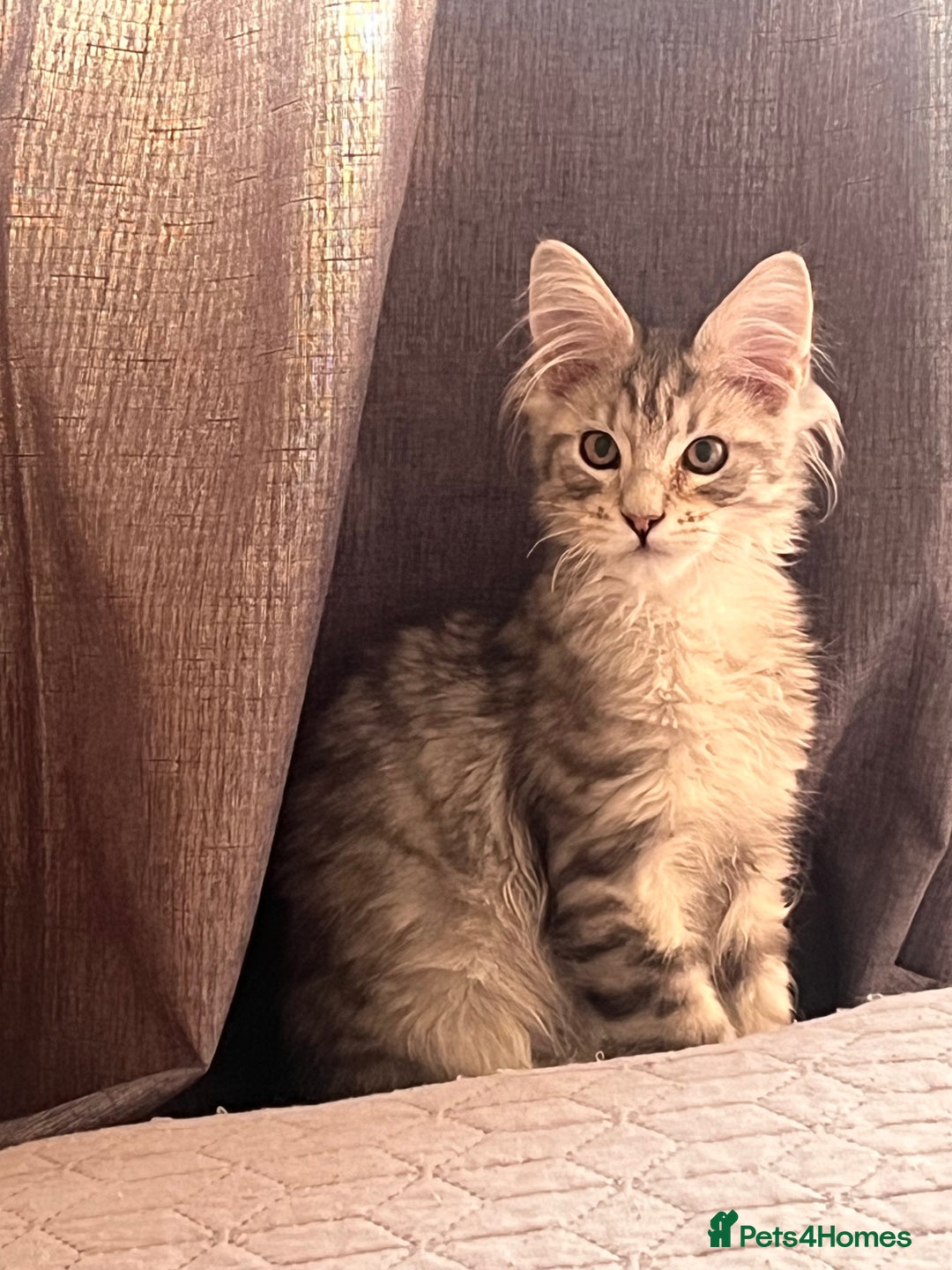 Maine Coon cats for sale: Maine coon kittens available  - Image 8