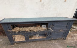 Guinea Pig rodents for sale: Give away two female Guinea pigs  - Image 5