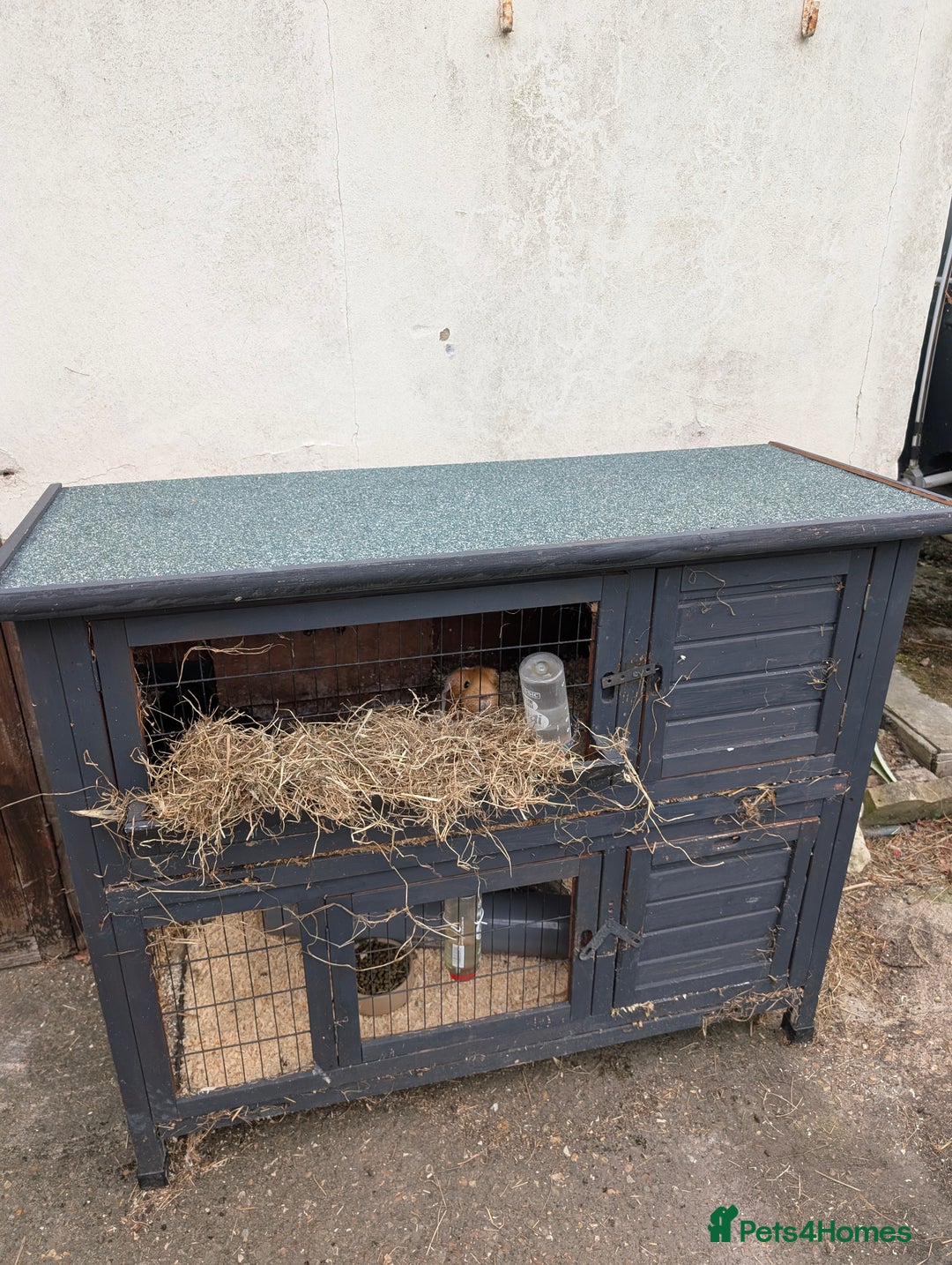 Guinea Pig rodents for sale: Give away two female Guinea pigs  - Image 5