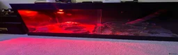 Python Snake reptiles for sale: Banana ball python - Advert 8
