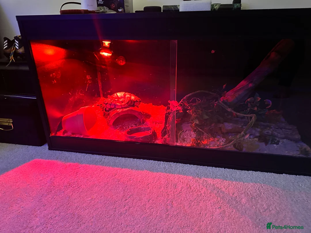 Python Snake reptiles for sale: Banana ball python - Advert 8